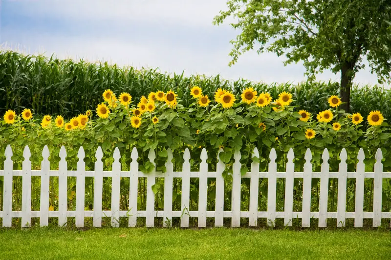 Sunflowers White Fence