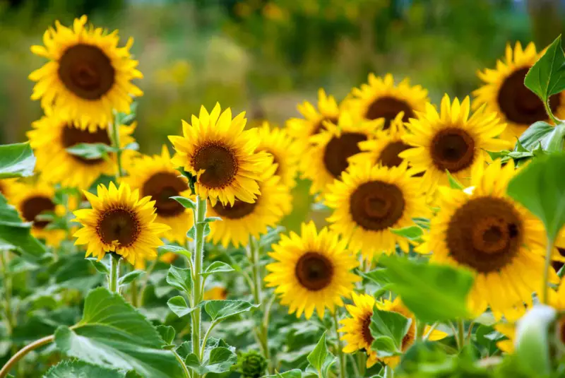 Sunflowers