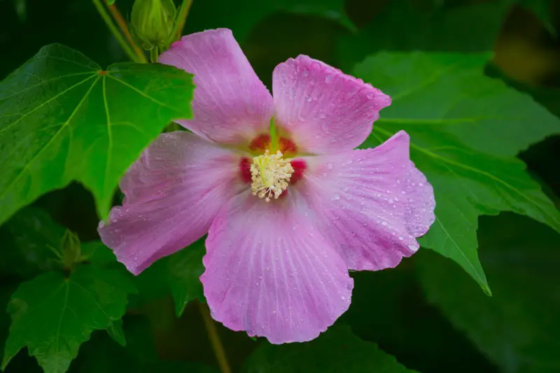 Swamp-Mallow