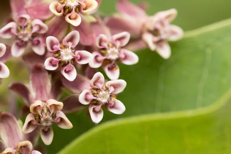 Swamp-Milkweed-02