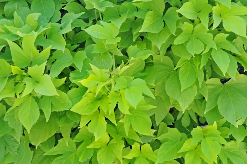 Sweet-Potato-Vines