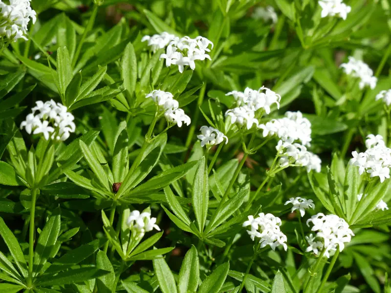 Sweet-Woodruff-02