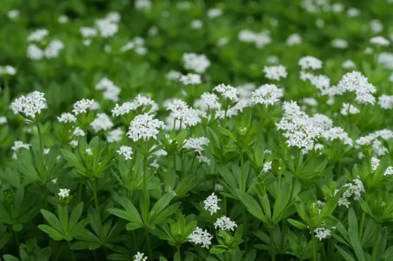 Sweet-Woodruff