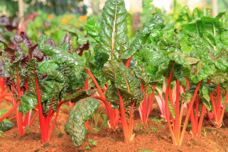 Swiss-Chard