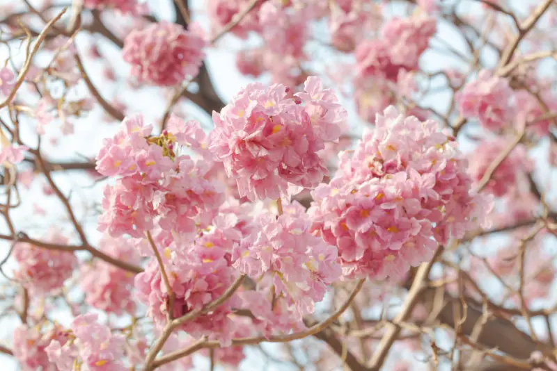 Tabebuia