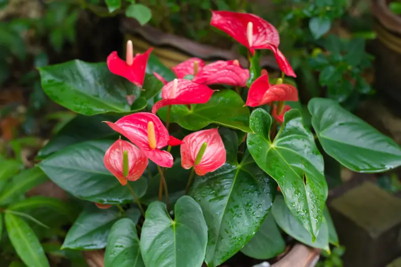 Taliflower (Anthurium)