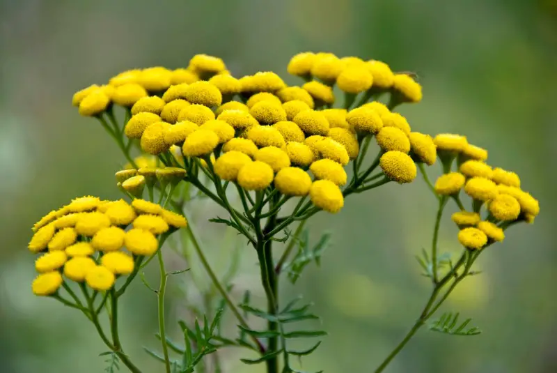 Tansy