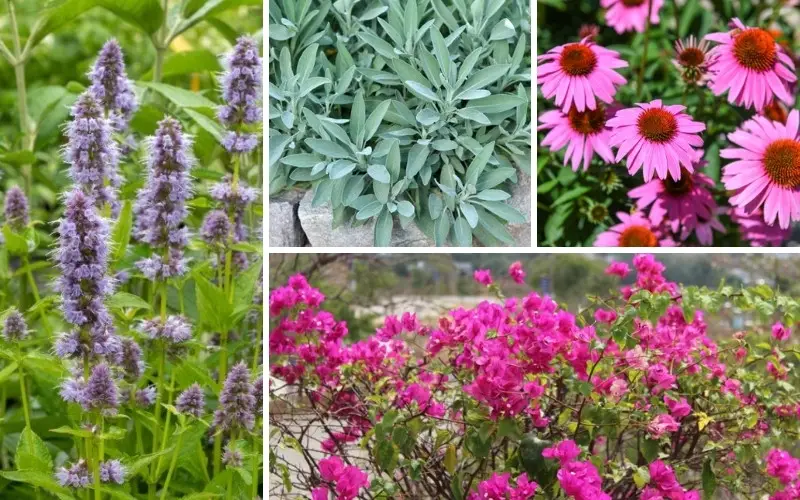 Texas Drought Tolerant plants