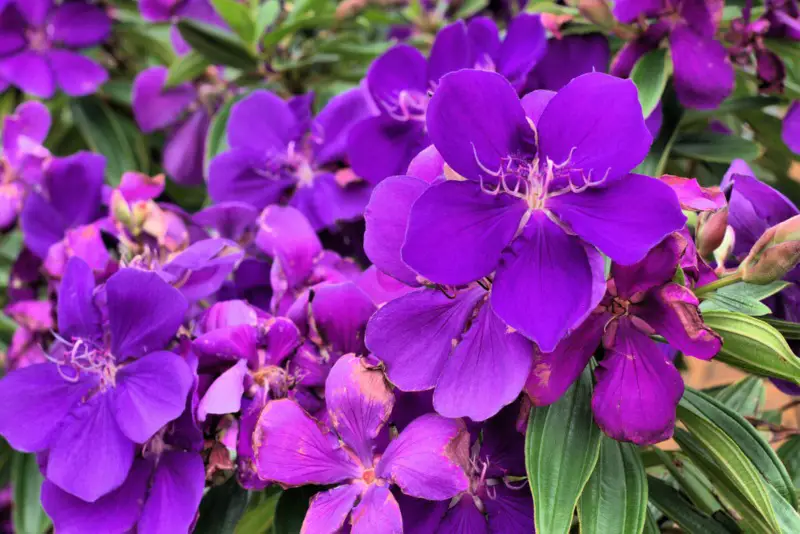 Tibouchina-granulosa