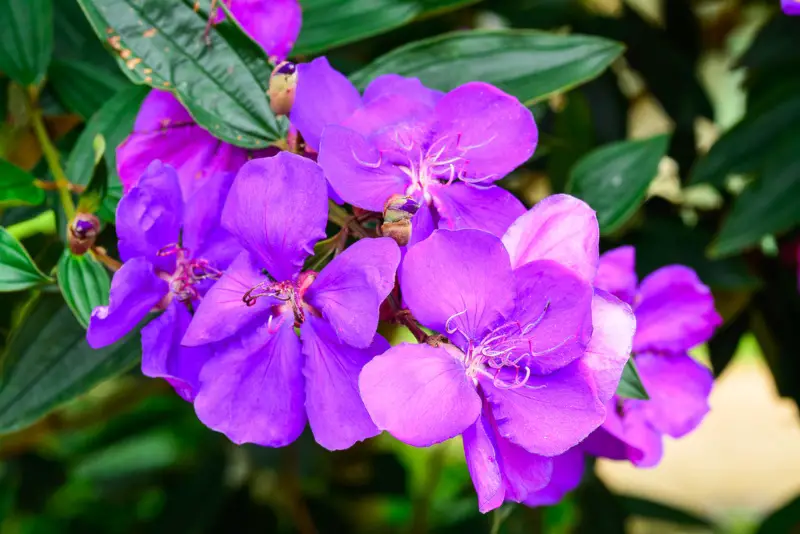 Tibouchina (urvilleana)