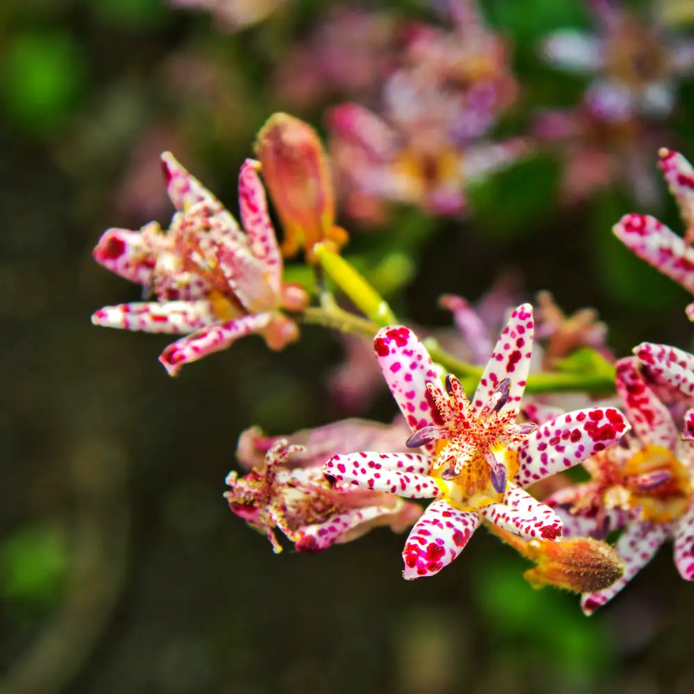 Toad Lily