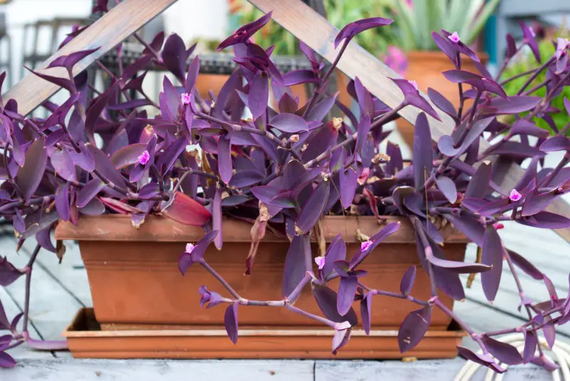 Tradescantia pallida ‘Purpurea’