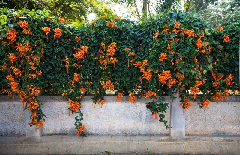 Trumpet-Vine