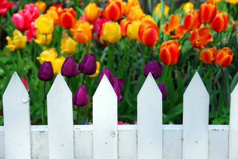 Tulips behind White Fence