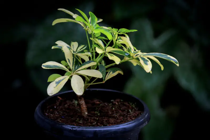 Umbrella-Plant