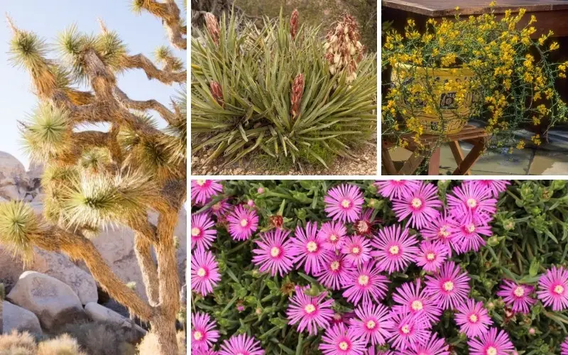 Utah Drought tolerant plants