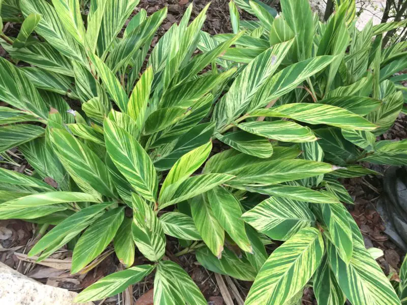 Variegated Ginger