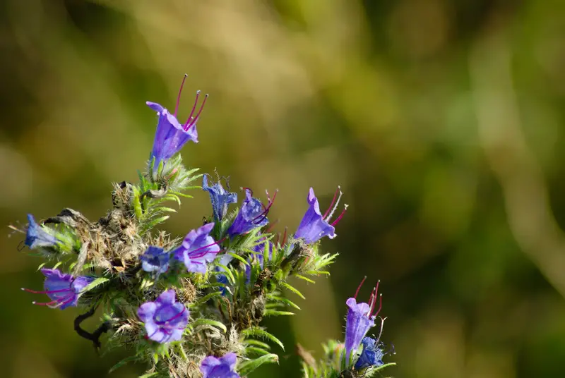 Vipers-Bugloss-02