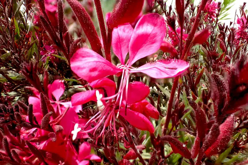 Wand-Flower_(Gaura)