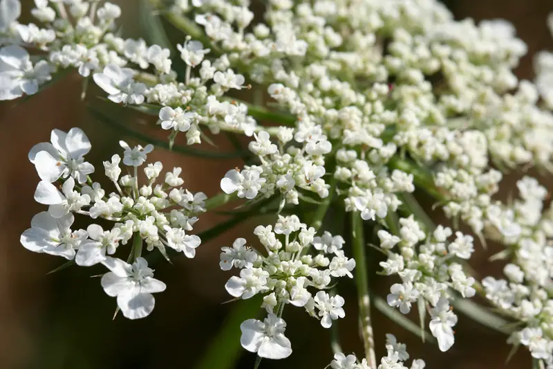 Water Hemlock