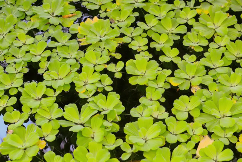 Water-Lettuce (Pistia-stratiotes)