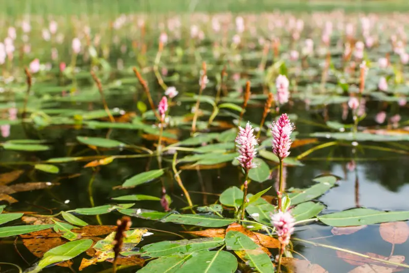 Water-Smartweed (Persicaria-amphibia)