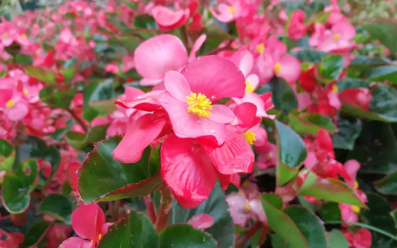 Wax-Begonia