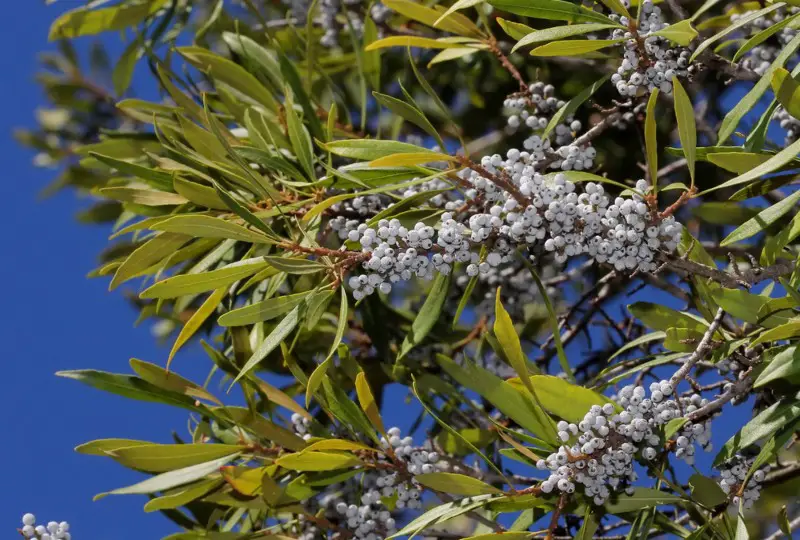 Wax-Myrtle