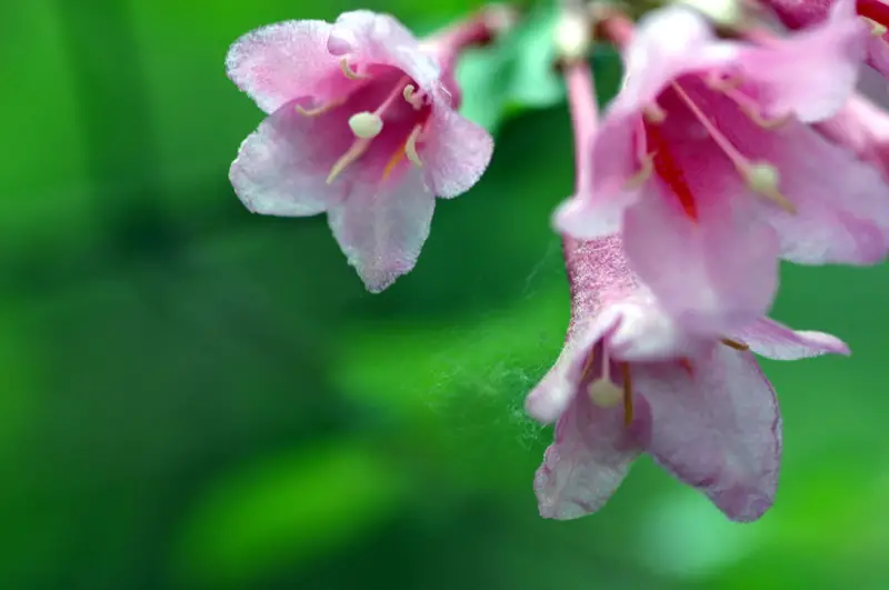 Weigela-02