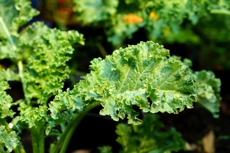 West-Indian-Kale