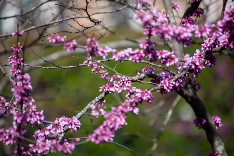 Western-Redbud