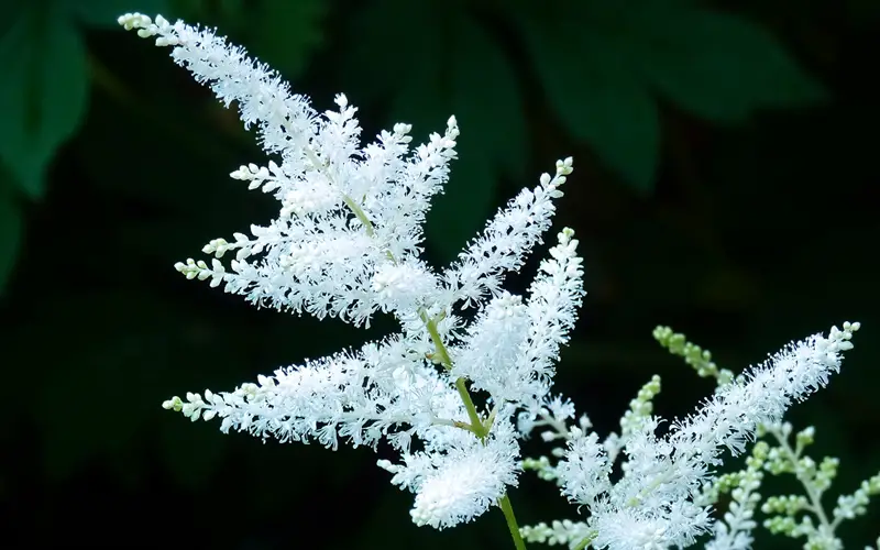 White-Astilbe-01