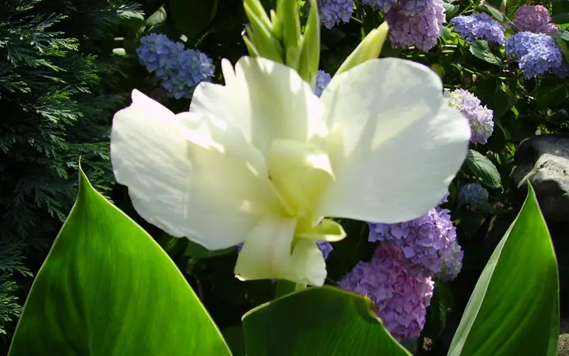 White-Canna-Lily-01