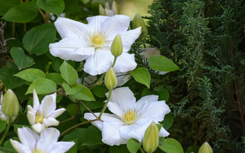 White-Clematis-01