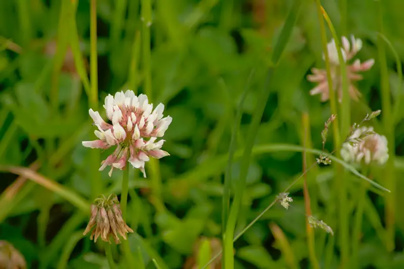 White-Clover-02