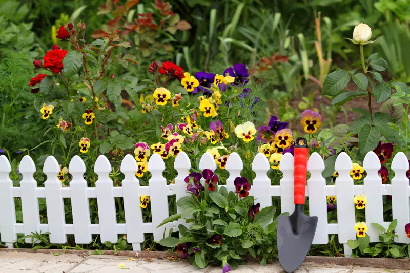 White Fence Pansy Viola Flowers