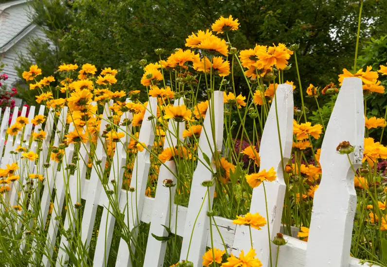 White Fence Yellow Daisies