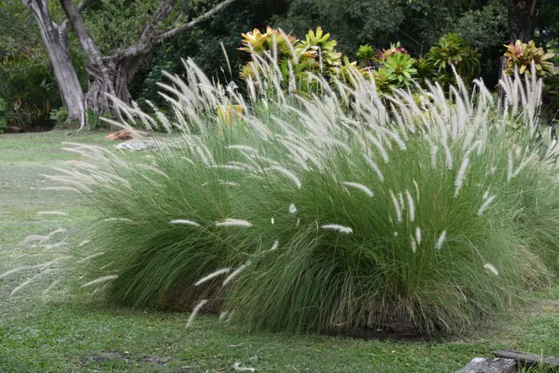 White-Fountain-Grass