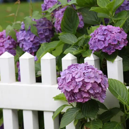 White Picket Fence Purple Hydrangeas