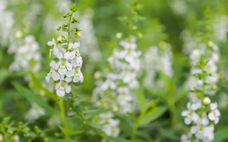 White-Salvia-01