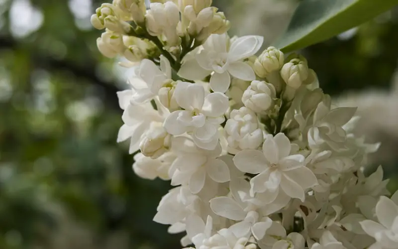 White-lilac-01