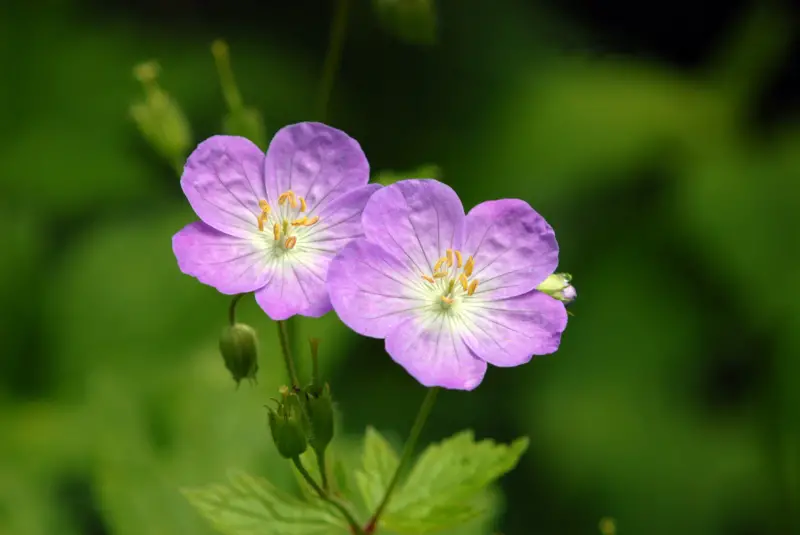 Wild-Geraniums