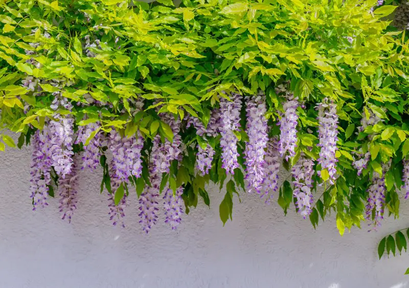 Wisteria