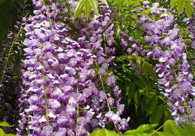 Wisteria closeup