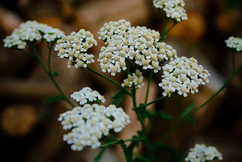 Yarrow-02