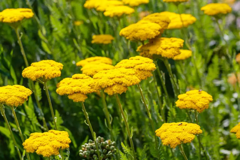 Yarrow