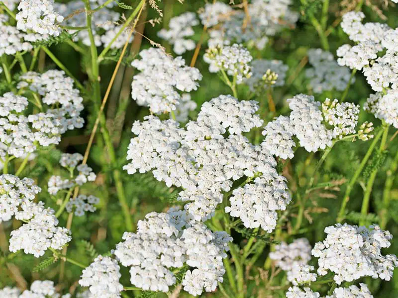 Yarrow