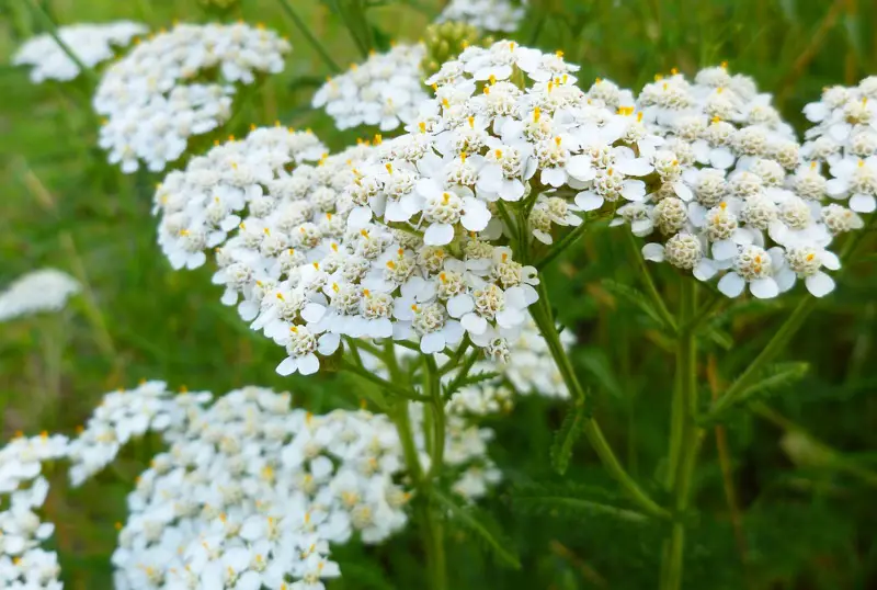 Yarrow