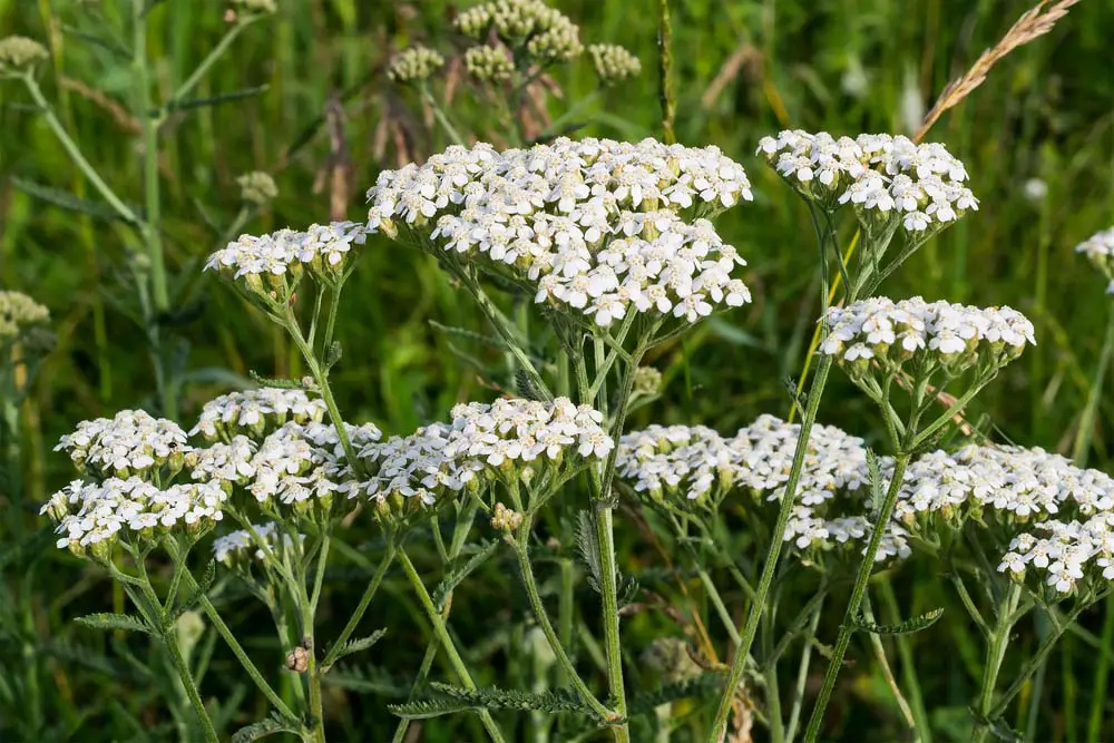 Yarrow is a rugged plant that blooms throughout the summer in yellow, pink, red, and white. The clusters of blooms look wonderful in flower arrangements