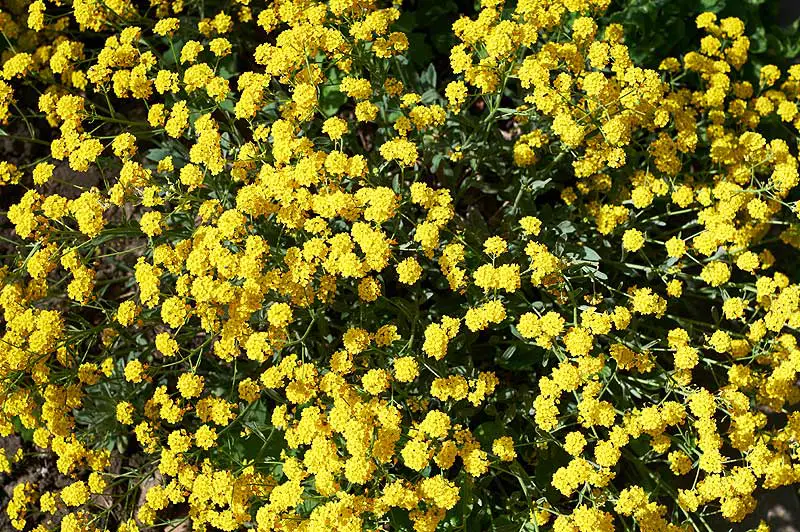 Yellow-Alpine-Alyssum